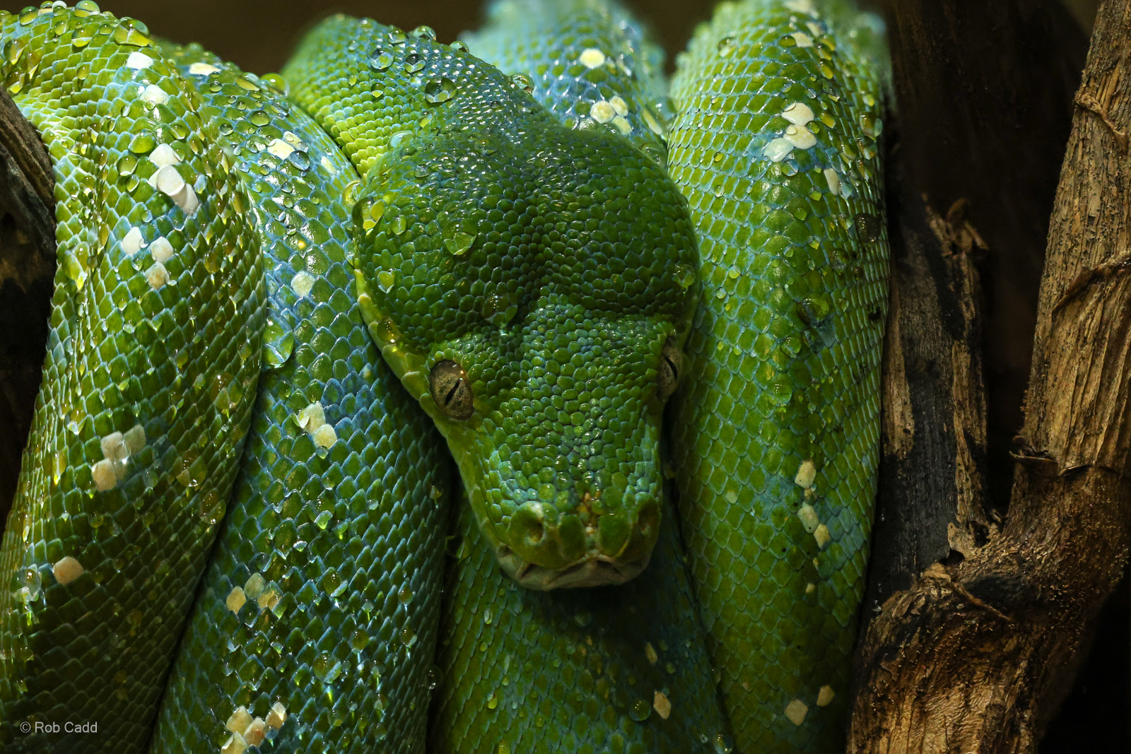 Green tree python : Crocodiles of the World : 01 Jun 2024