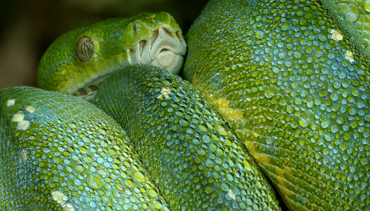 Green tree python : Crocodiles of the World : 26 Sep 2025