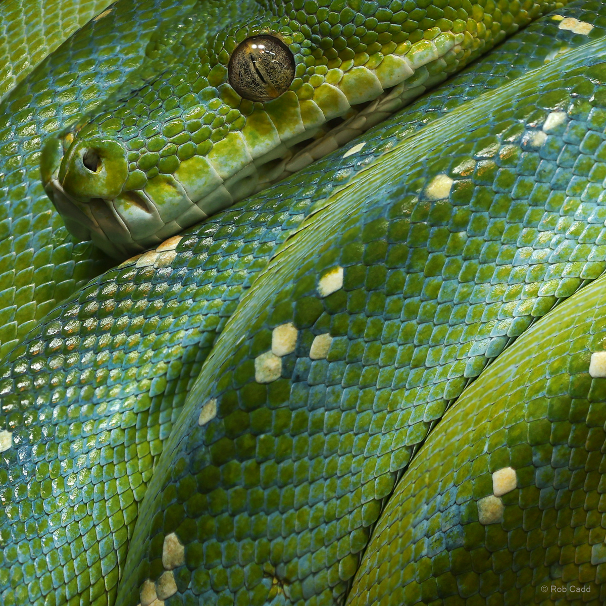 Green tree python : Crocodiles of the World : 31 Jan 2025
