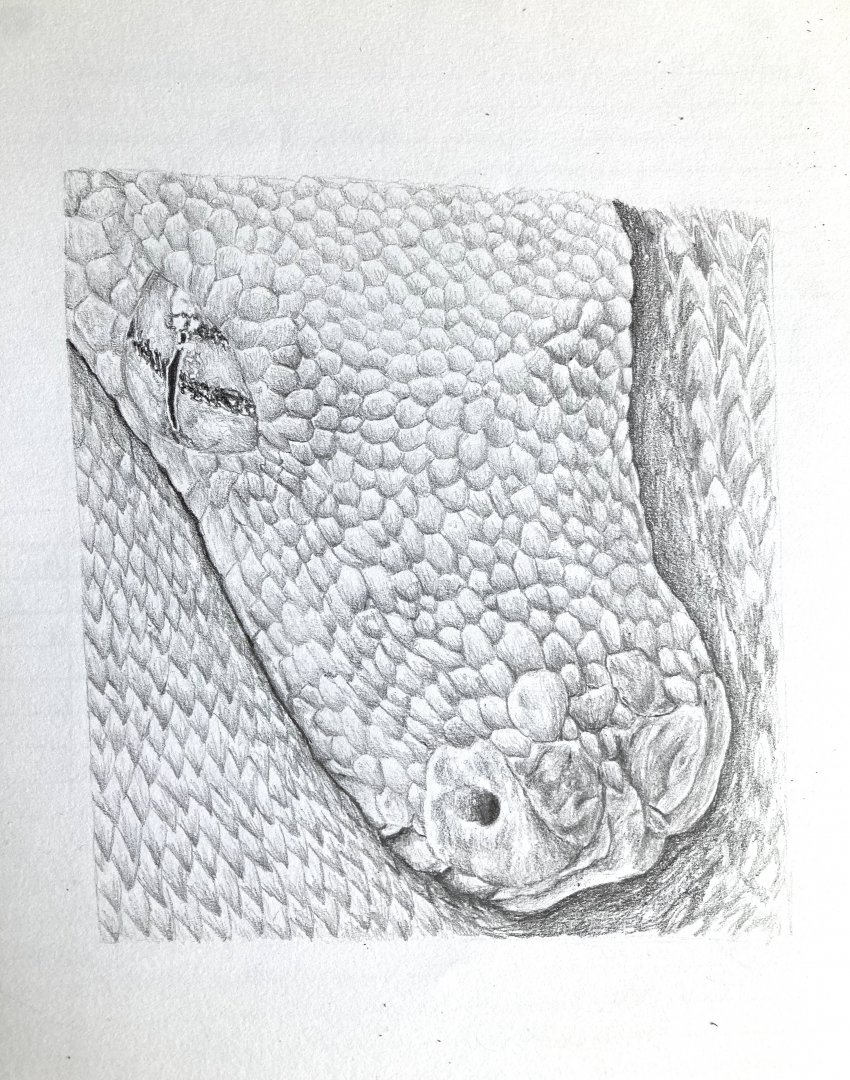 Green tree python drawing