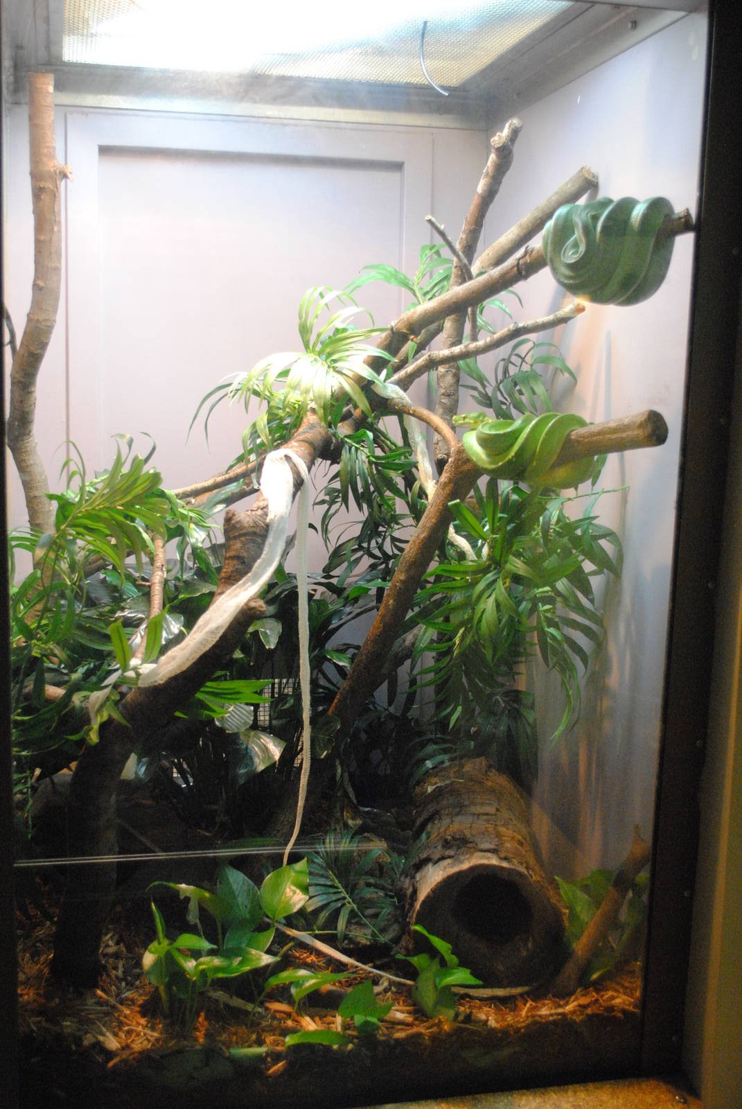 Green Tree Python/Emerald Tree Boa exhibit