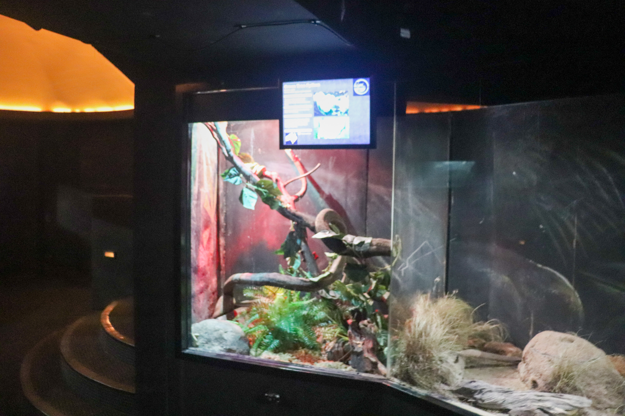 Green Tree Python Enclosure - Nocturnal House