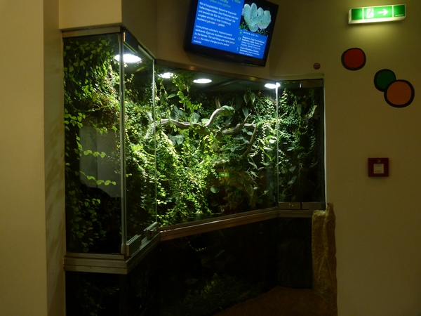 Green tree python enclosure