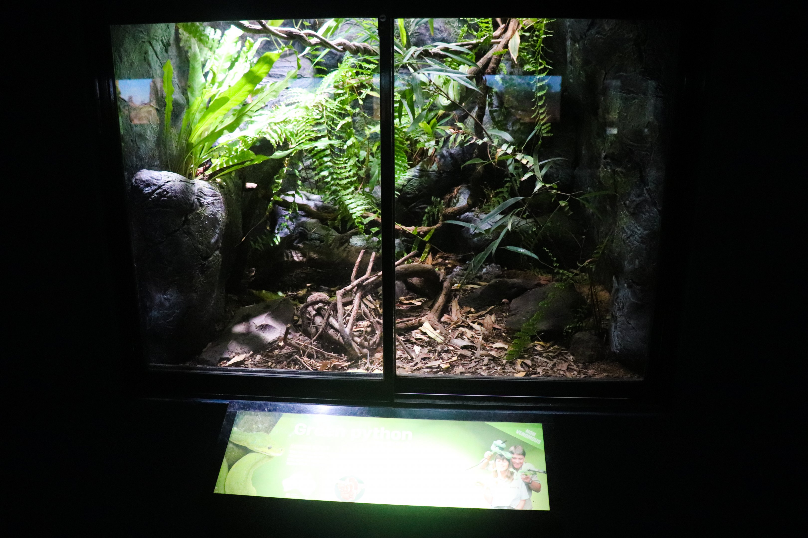 Green Tree Python Enclosure