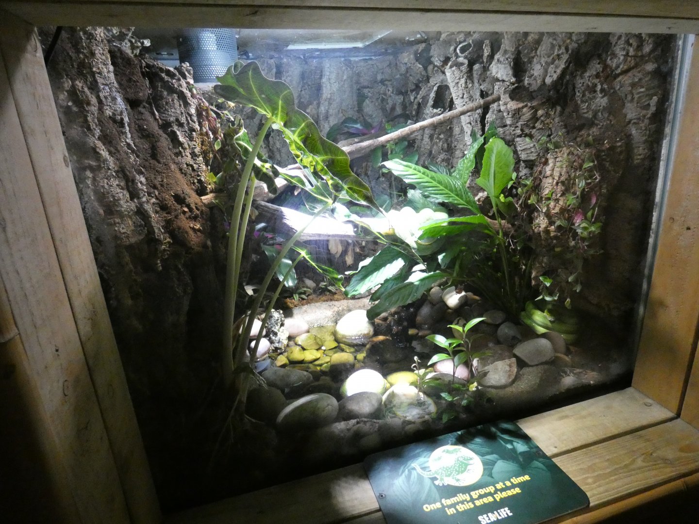 Green tree python enclosure