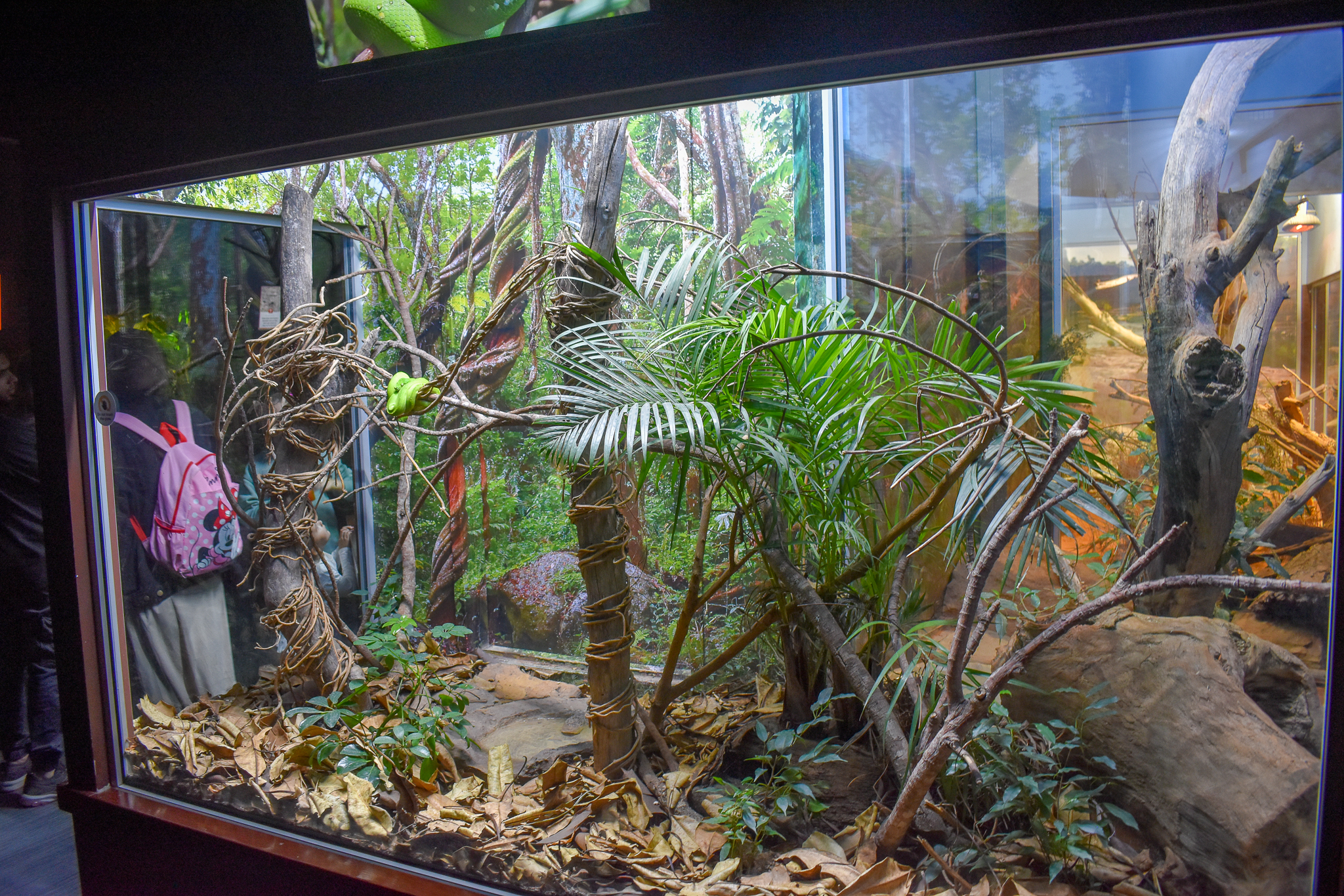 Green Tree Python Enclosure