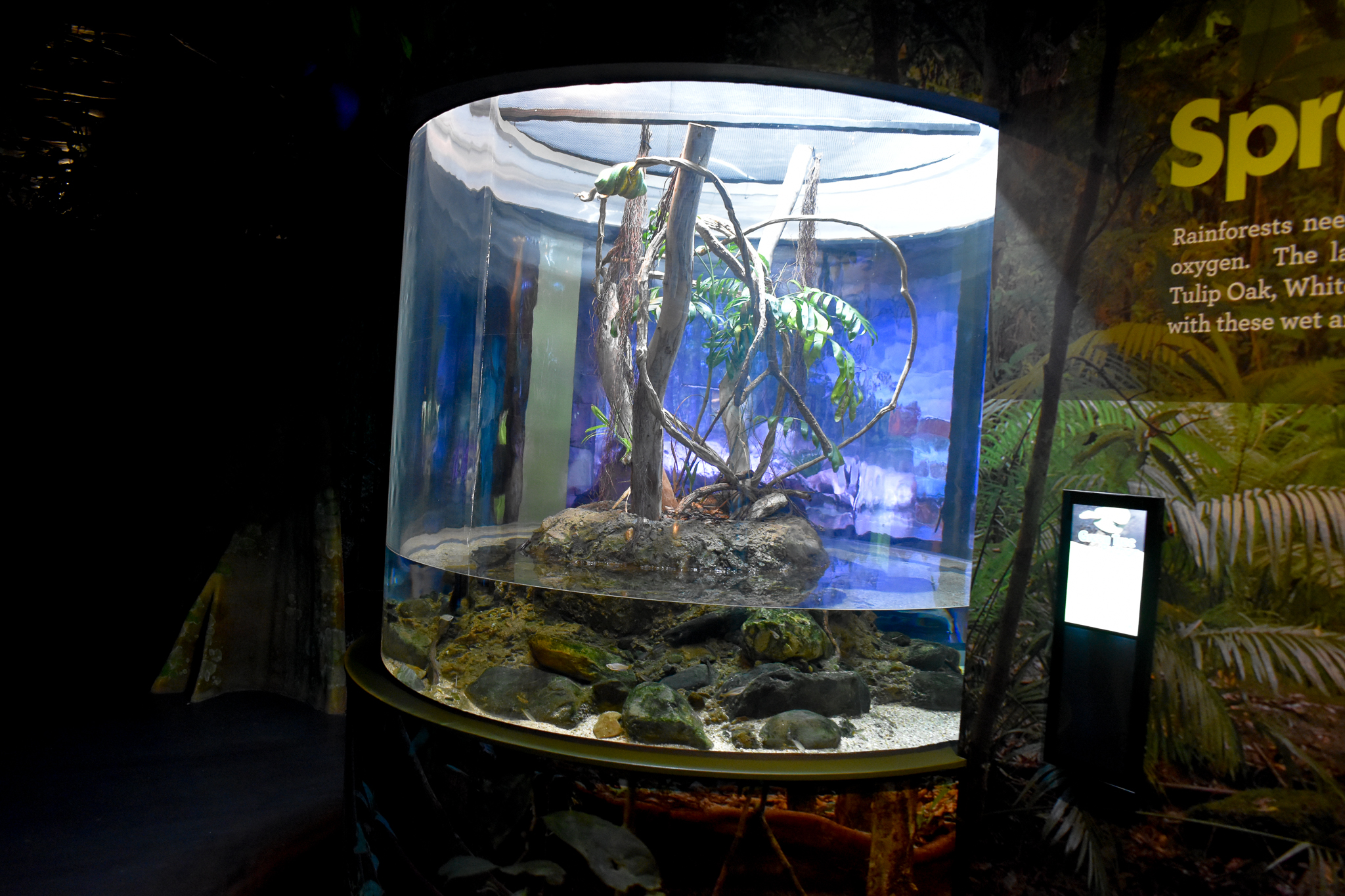 Green Tree Python enclosure