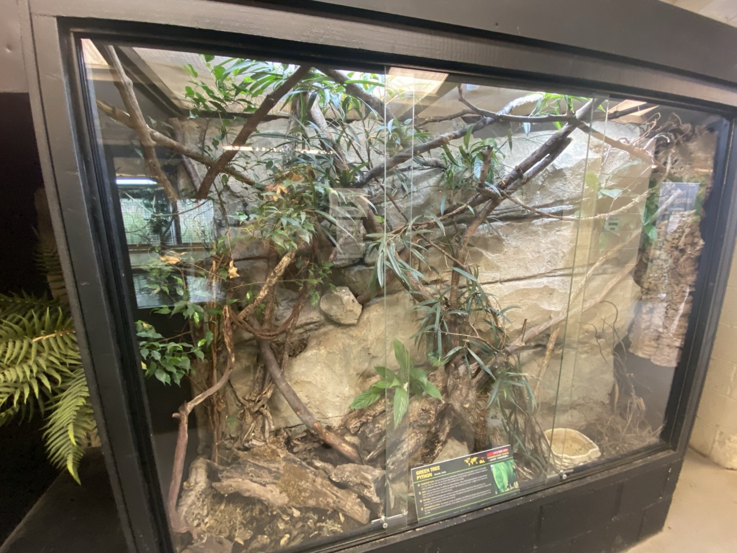 Green tree python exhibit 020821