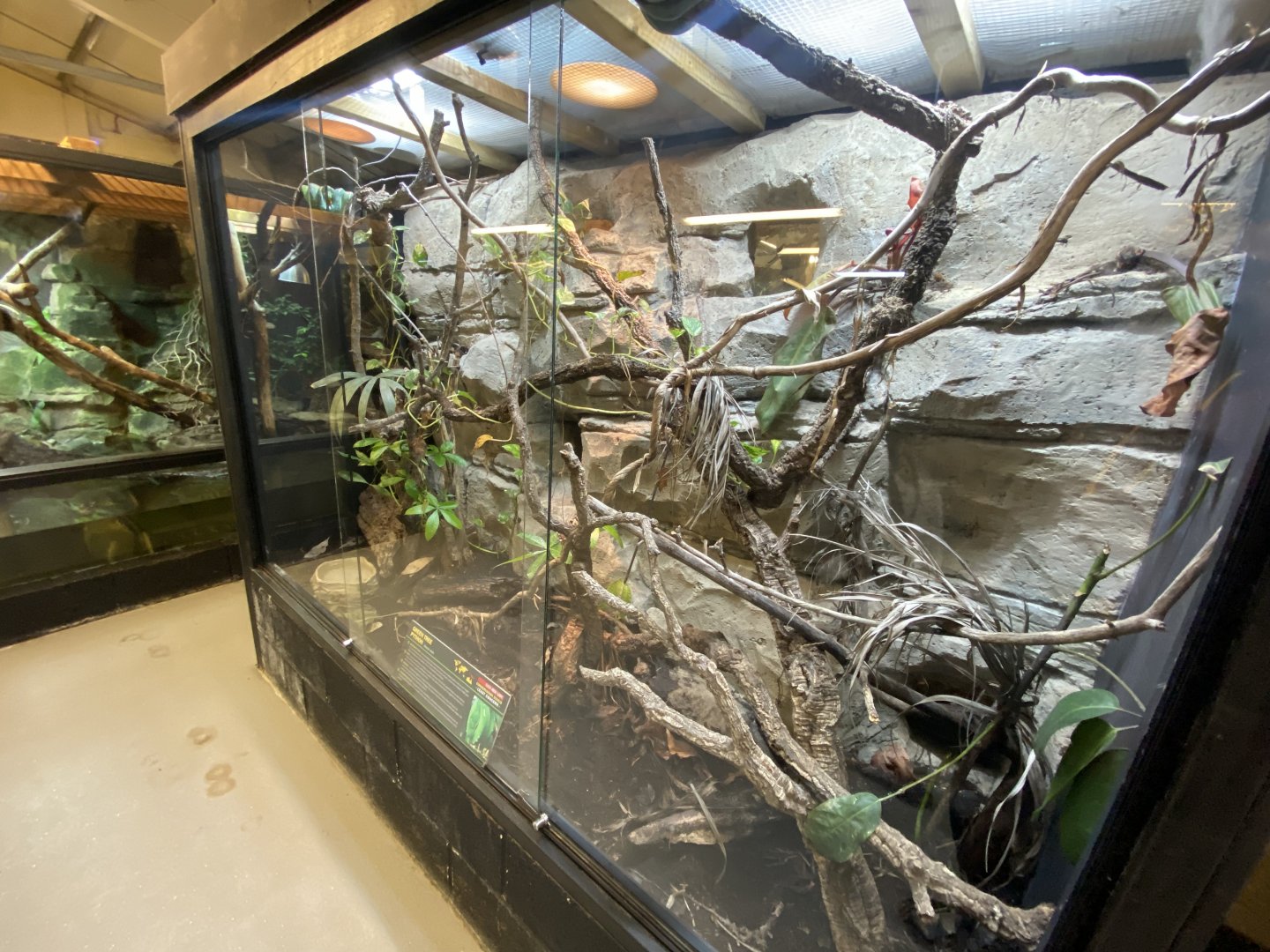 Green tree python exhibit 040124