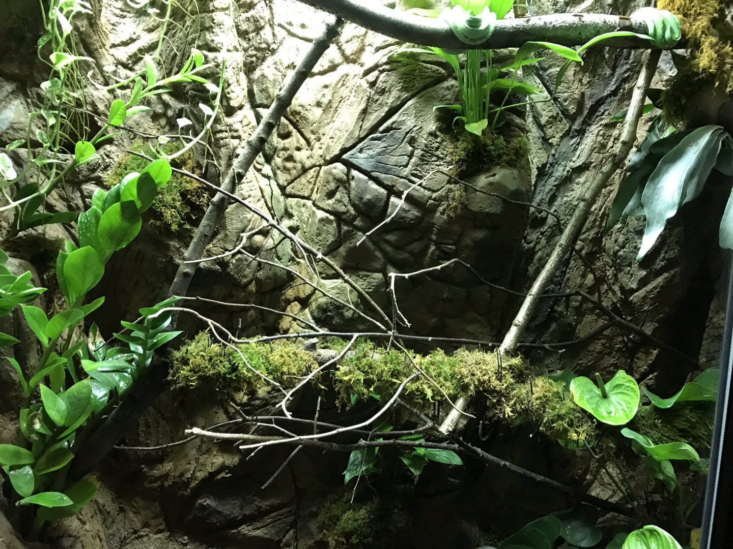 Green tree python exhibit 250318