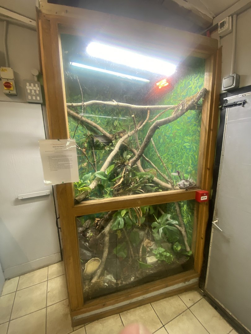 Green tree python exhibit 280425
