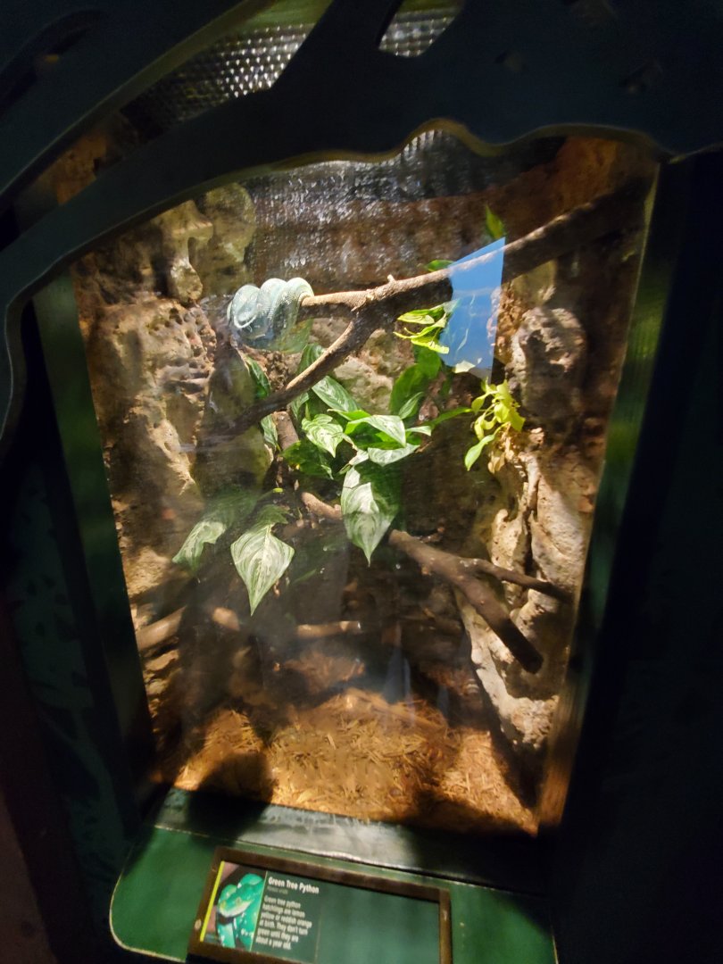 Green Tree Python Exhibit - August 2021