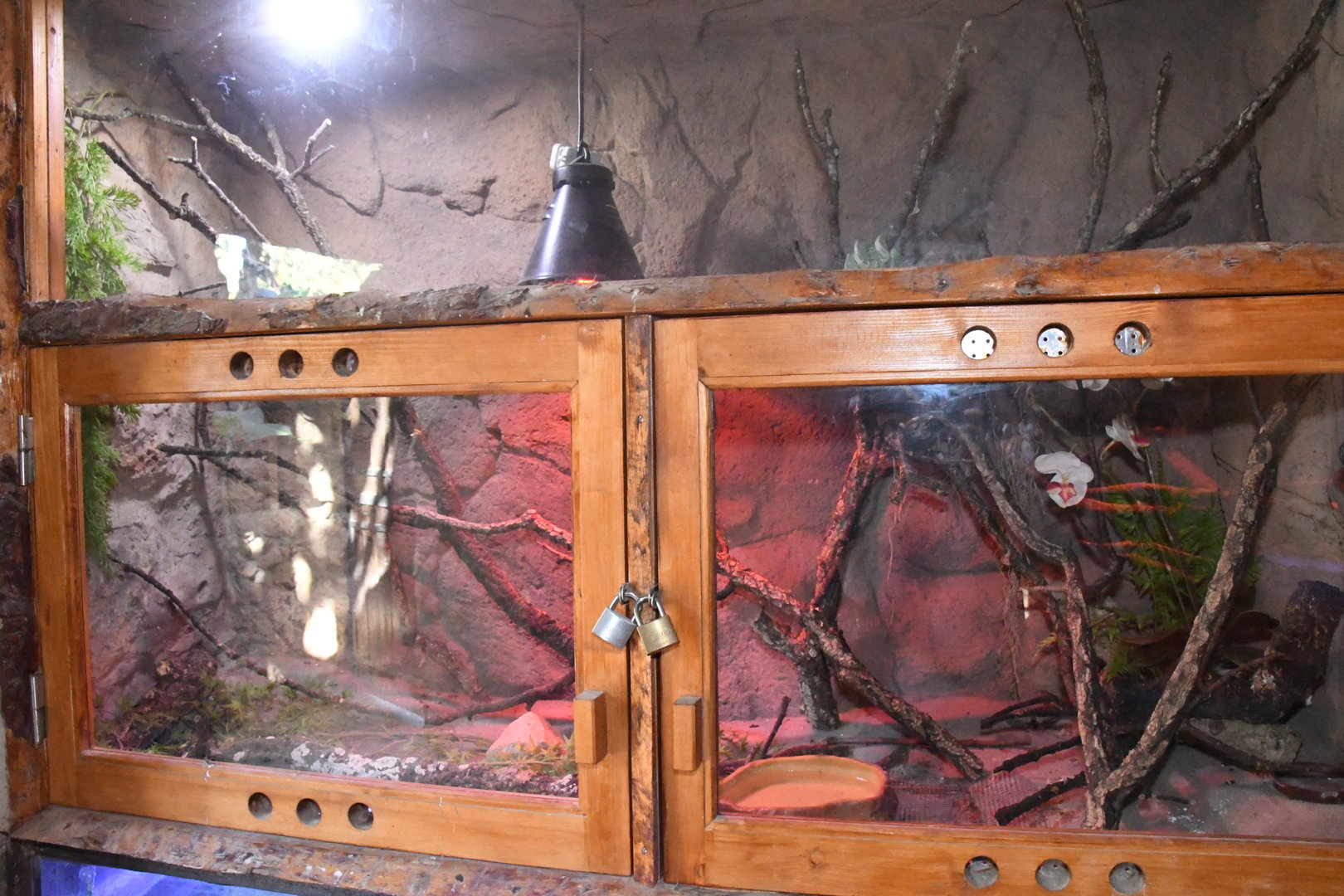 Green Tree Python exhibit (in the Reptile House)