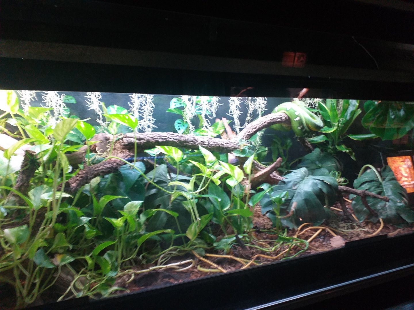Green tree python exhibit -TerraNatura Benidorm (2021)