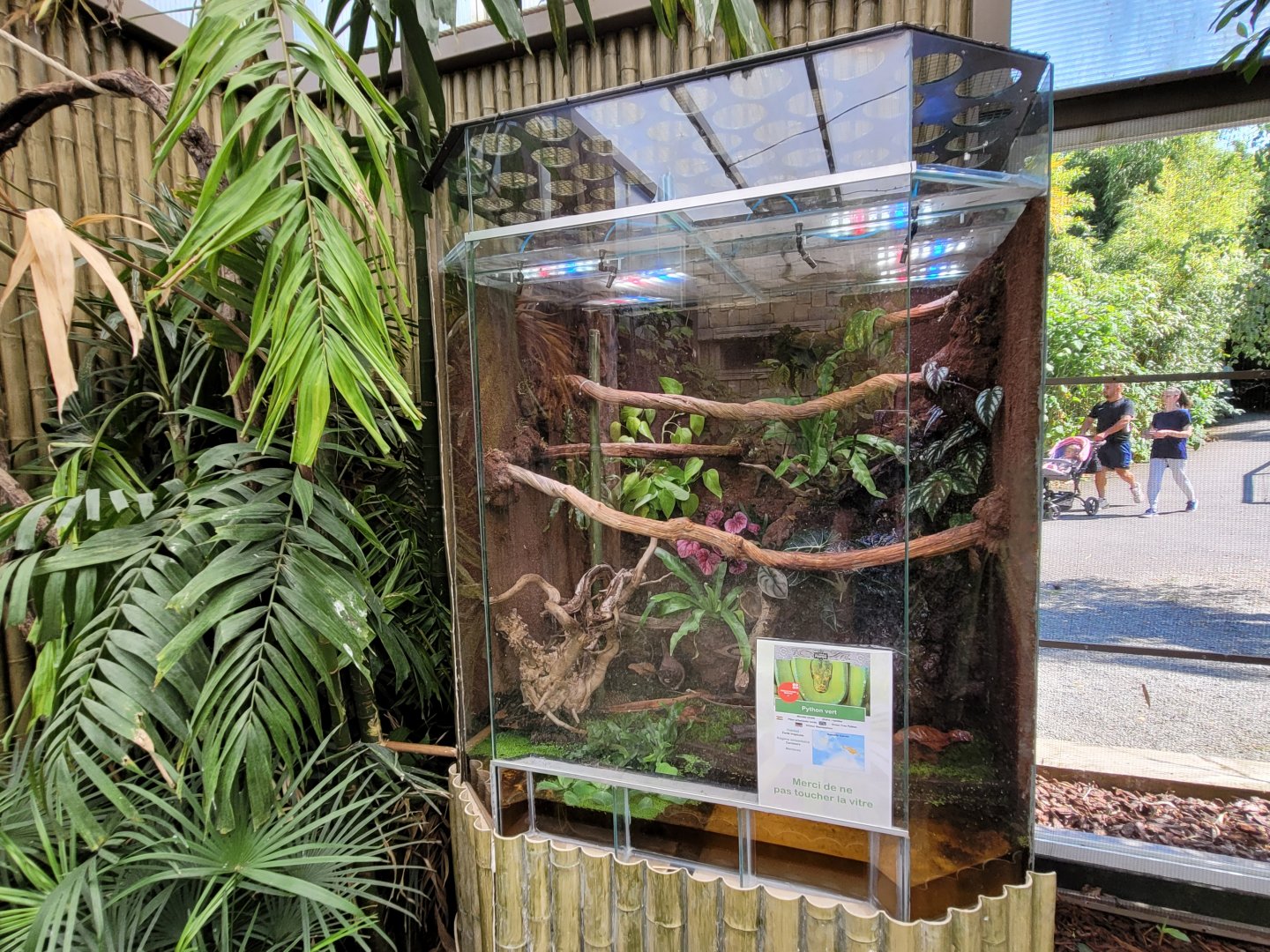 Green tree python exhibit -Zoo d'Asson (2022)