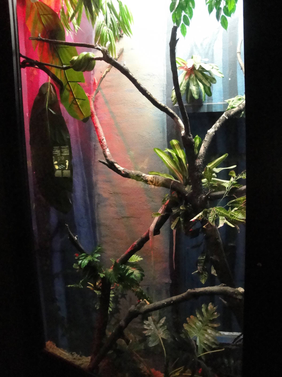 Green Tree Python Exhibit