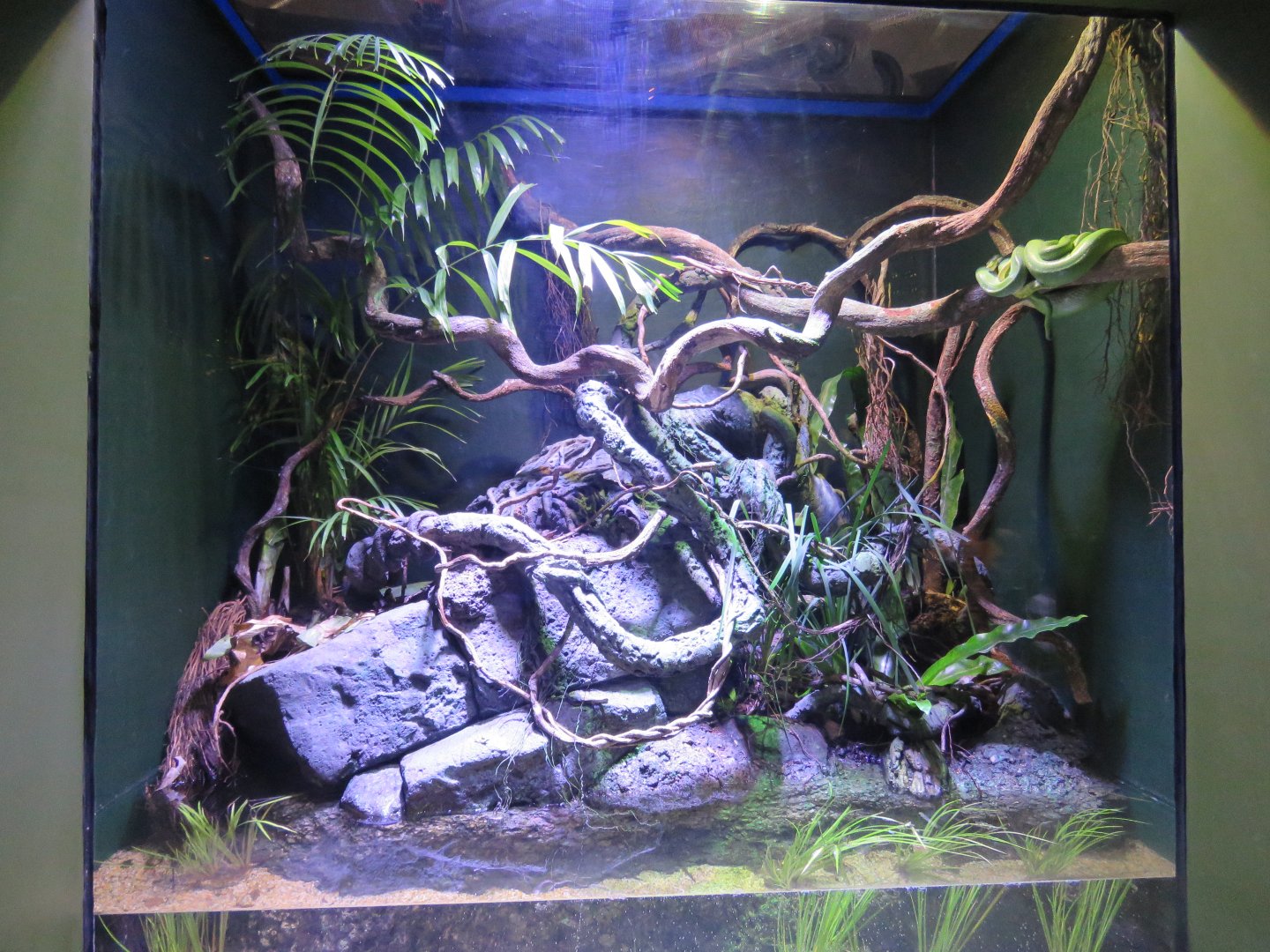 Green Tree Python Exhibit