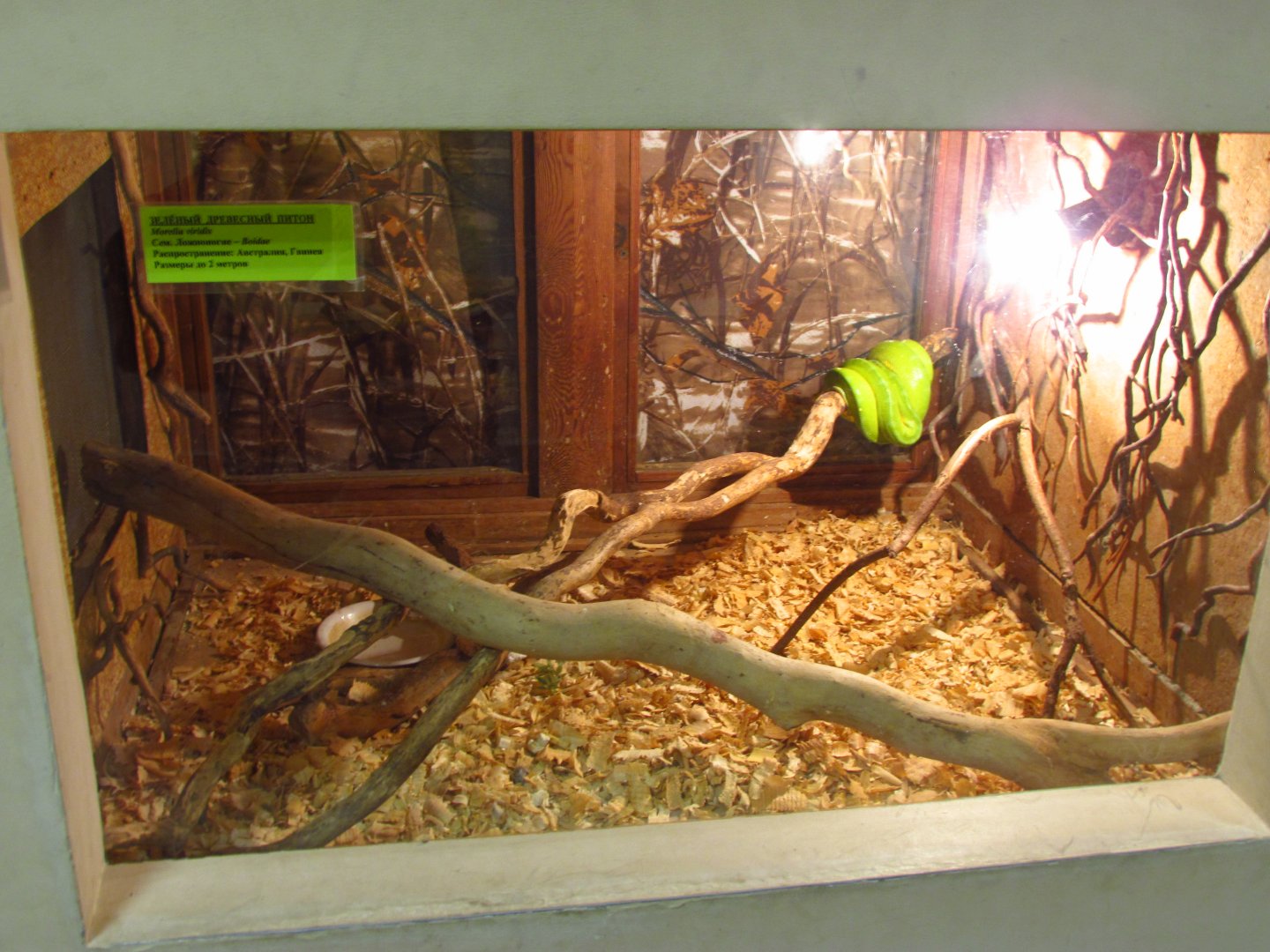 Green tree python exhibit