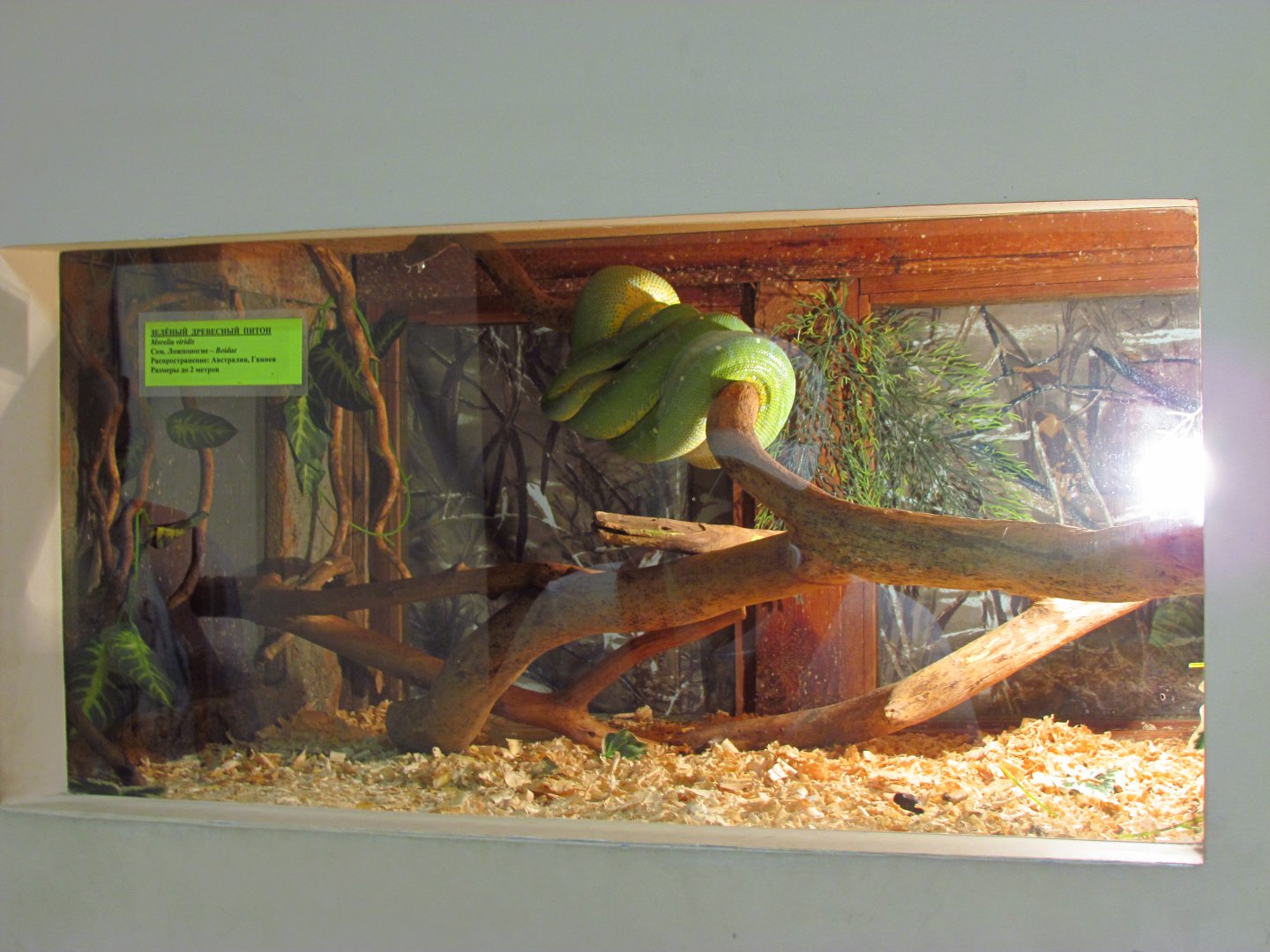 Green tree python exhibit