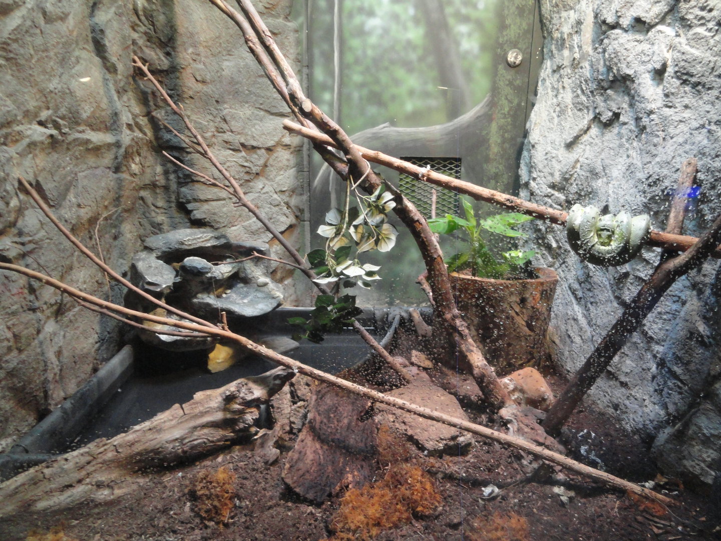 Green Tree Python Exhibit
