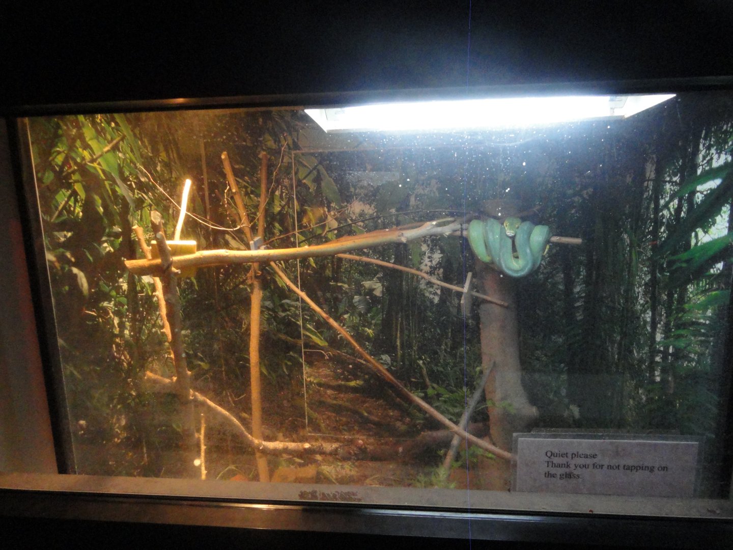 Green Tree Python Exhibit