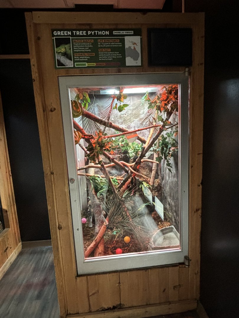 Green Tree Python Exhibit