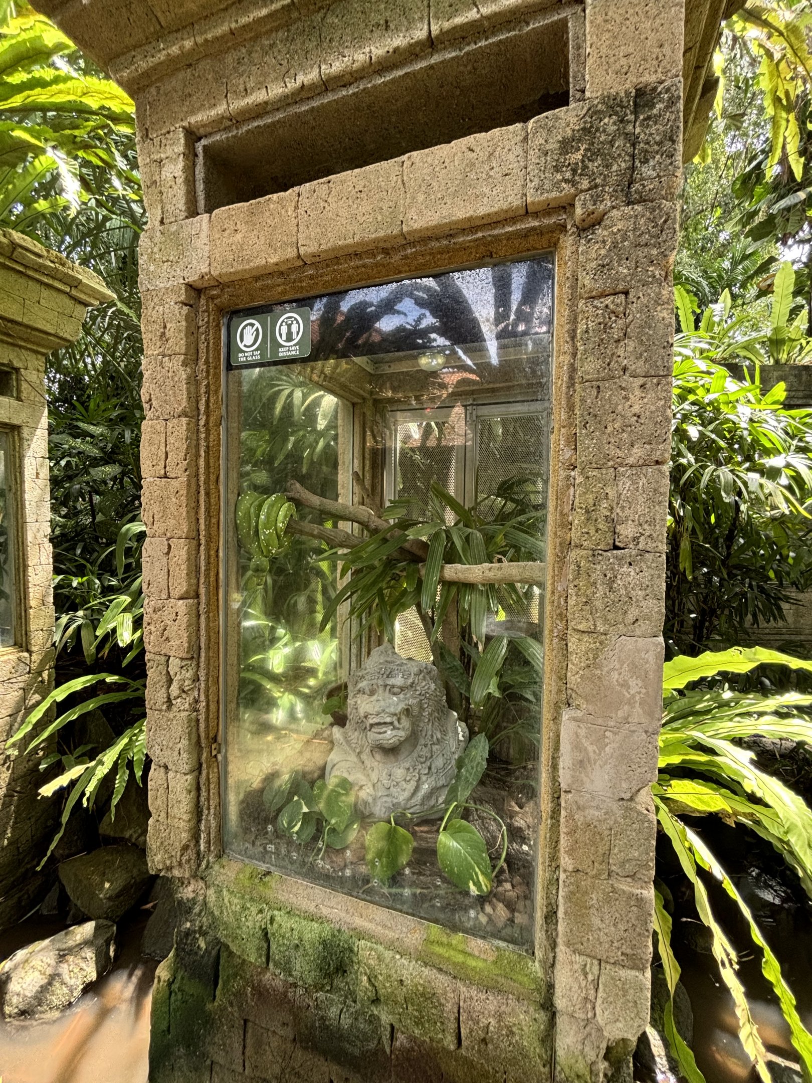 Green Tree Python Exhibit