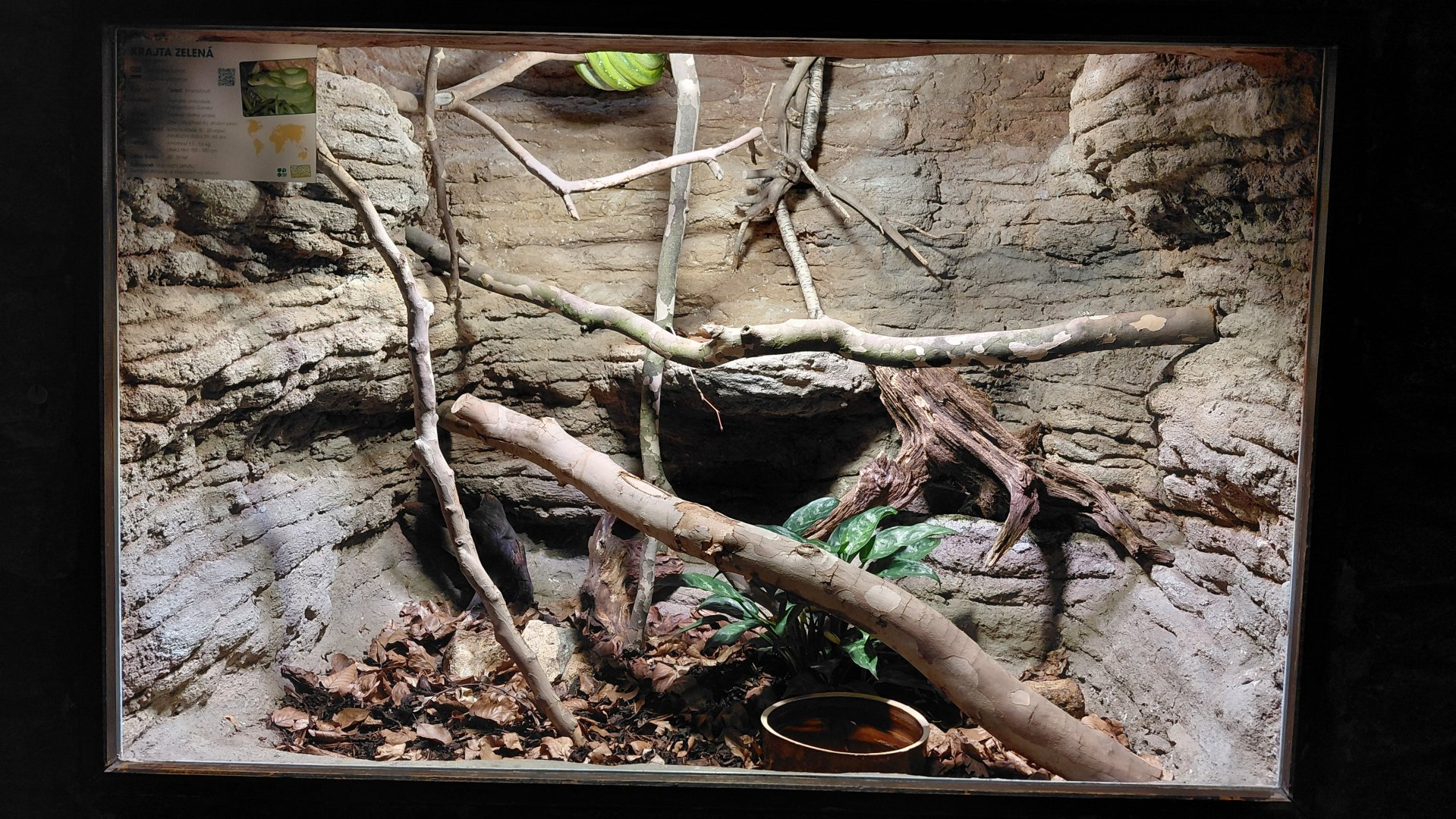Green tree python exhibit