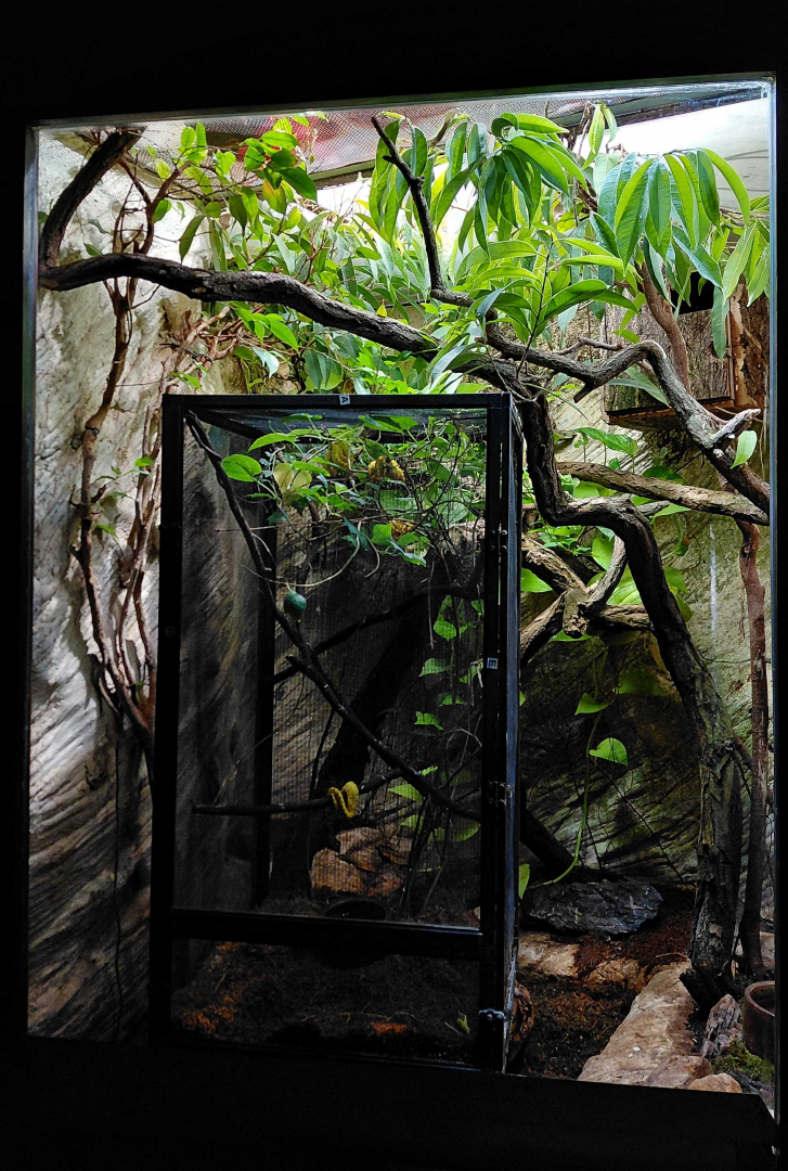 Green tree python exhibit