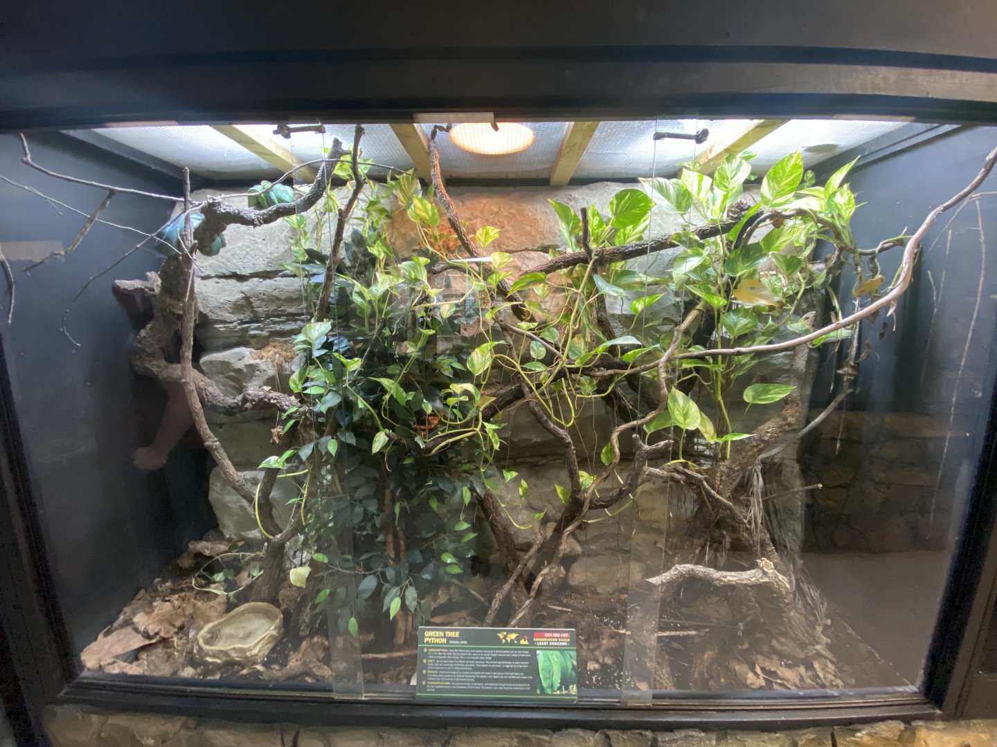 Green tree python exhibit