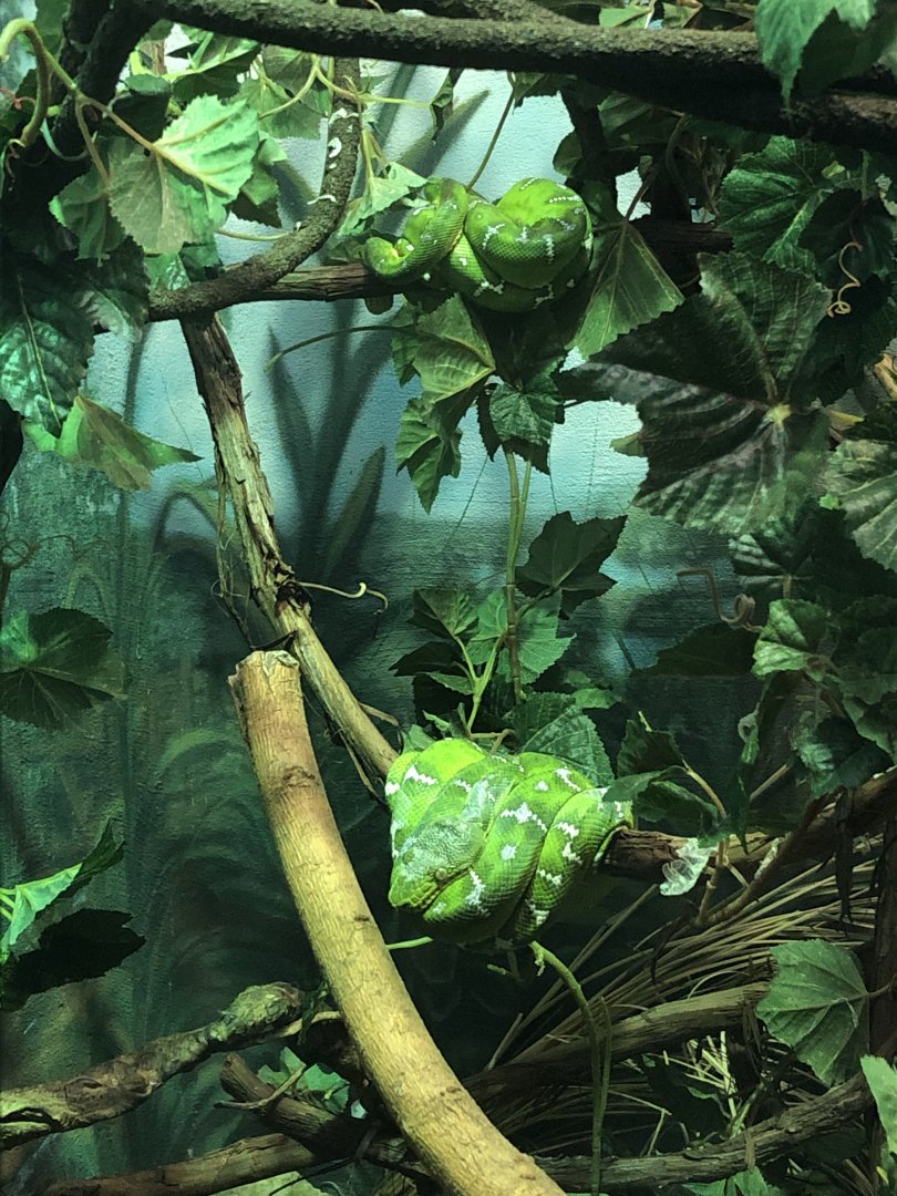 Green Tree Python | Henry Vilas Zoo