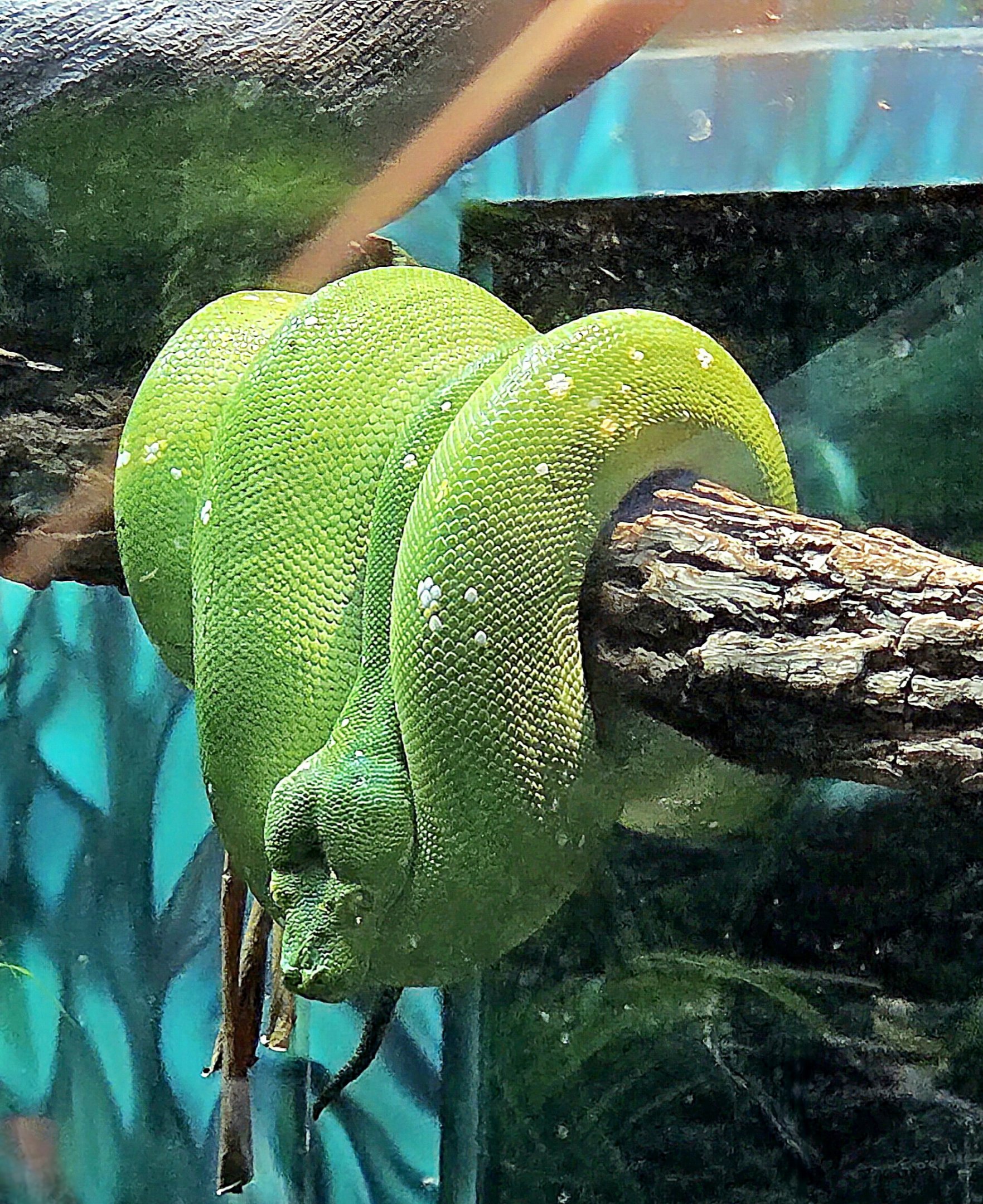 Green Tree Python - July 2025