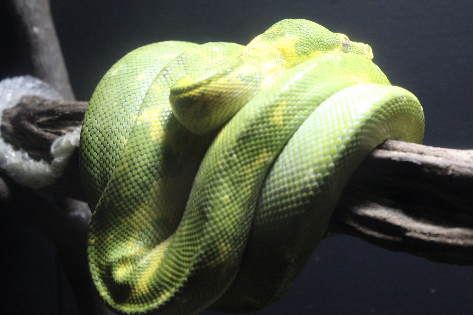 Green Tree Python (M. viridis ssp.)