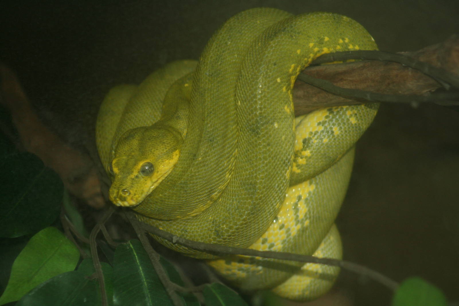 Green Tree Python, Manchester Museum; 21.09.2010