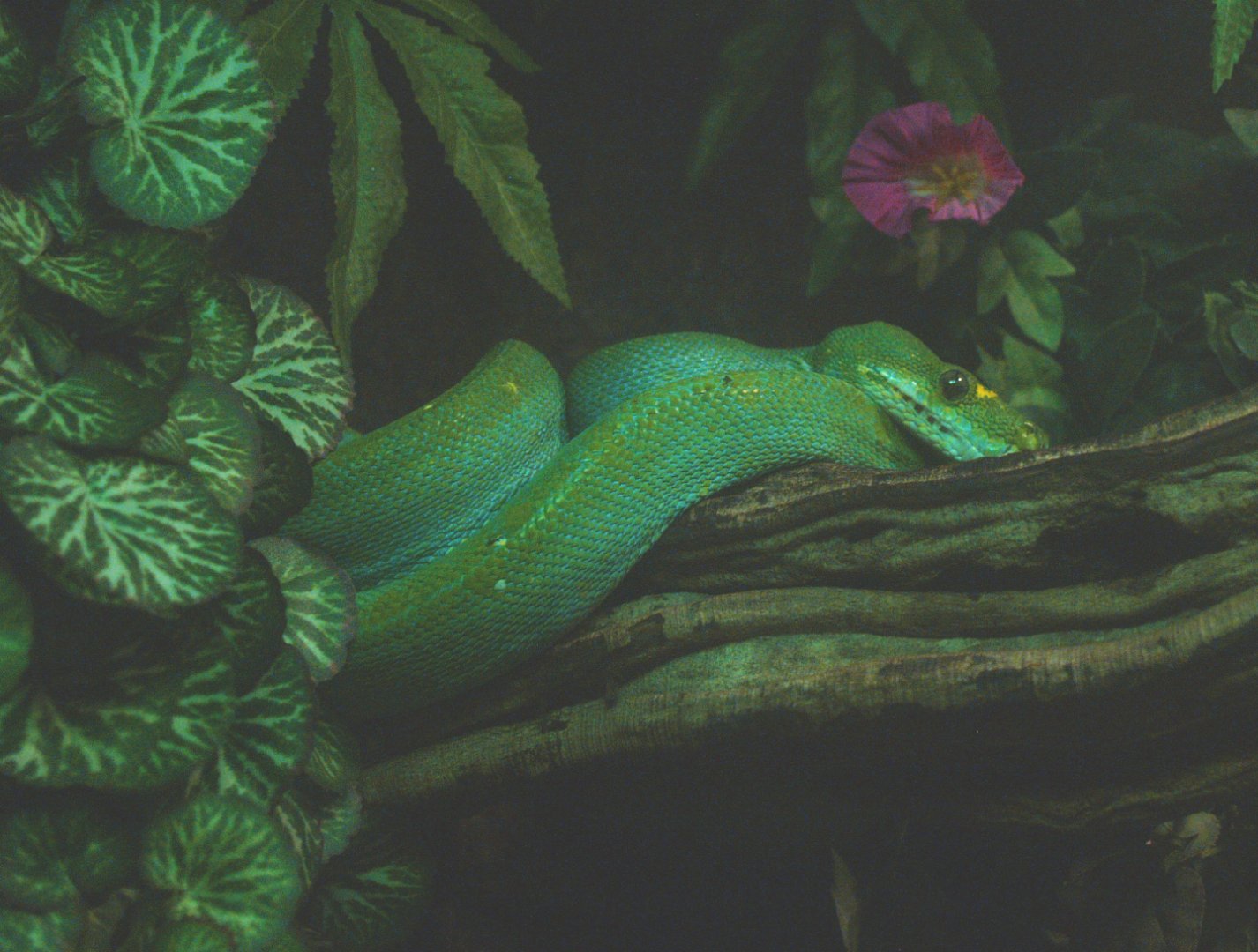 Green tree python (Morelia viridis), 2014-02-16