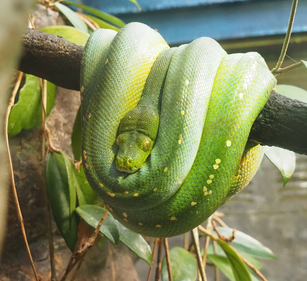 Green tree python (Morelia viridis), 2023-10-07