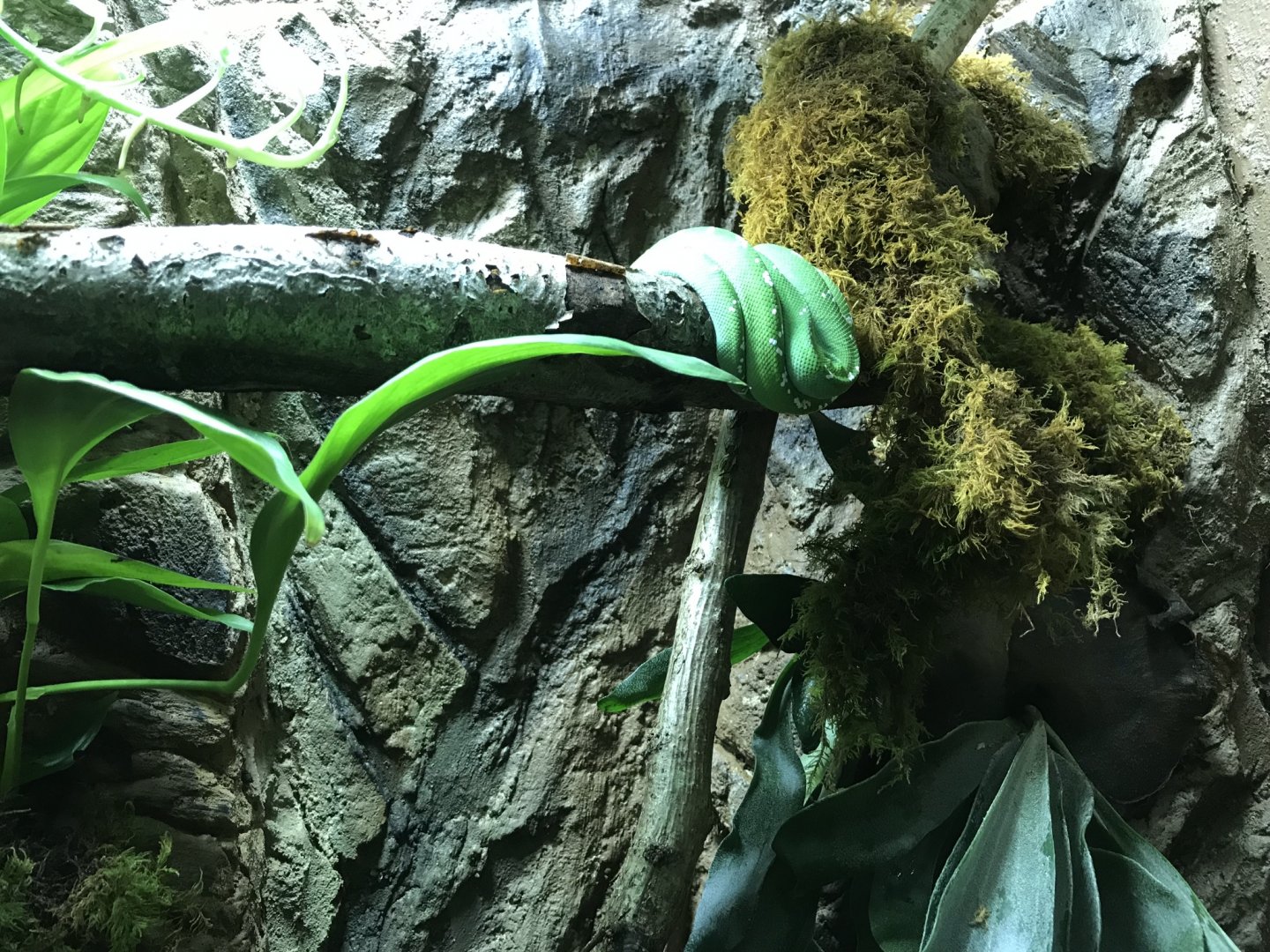 Green tree python (Morelia viridis) 250318