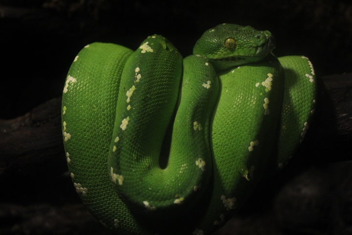 Green tree python (Morelia viridis) - BXSea