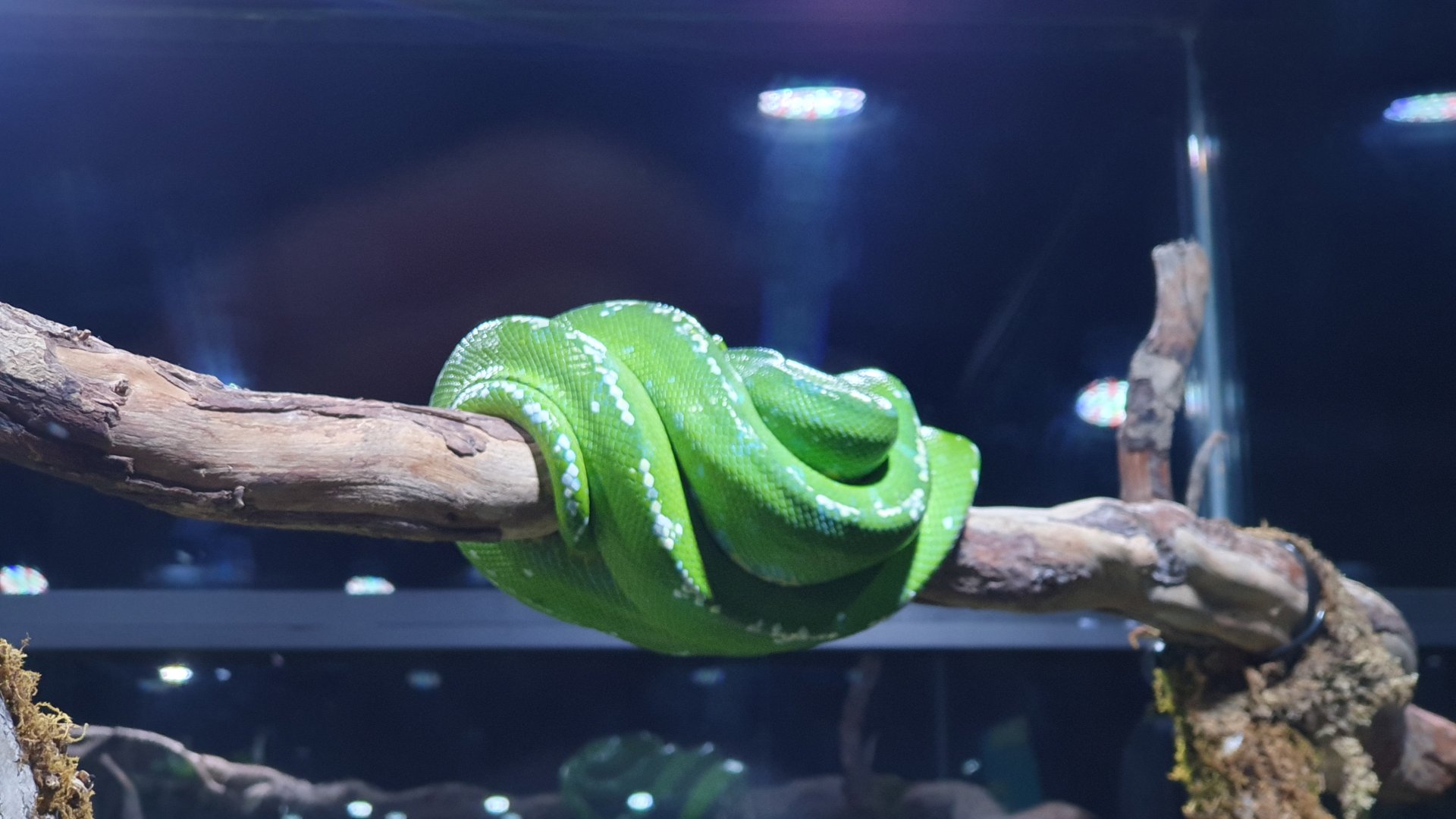 Green Tree Python (Morelia viridis) - Museum Komodo