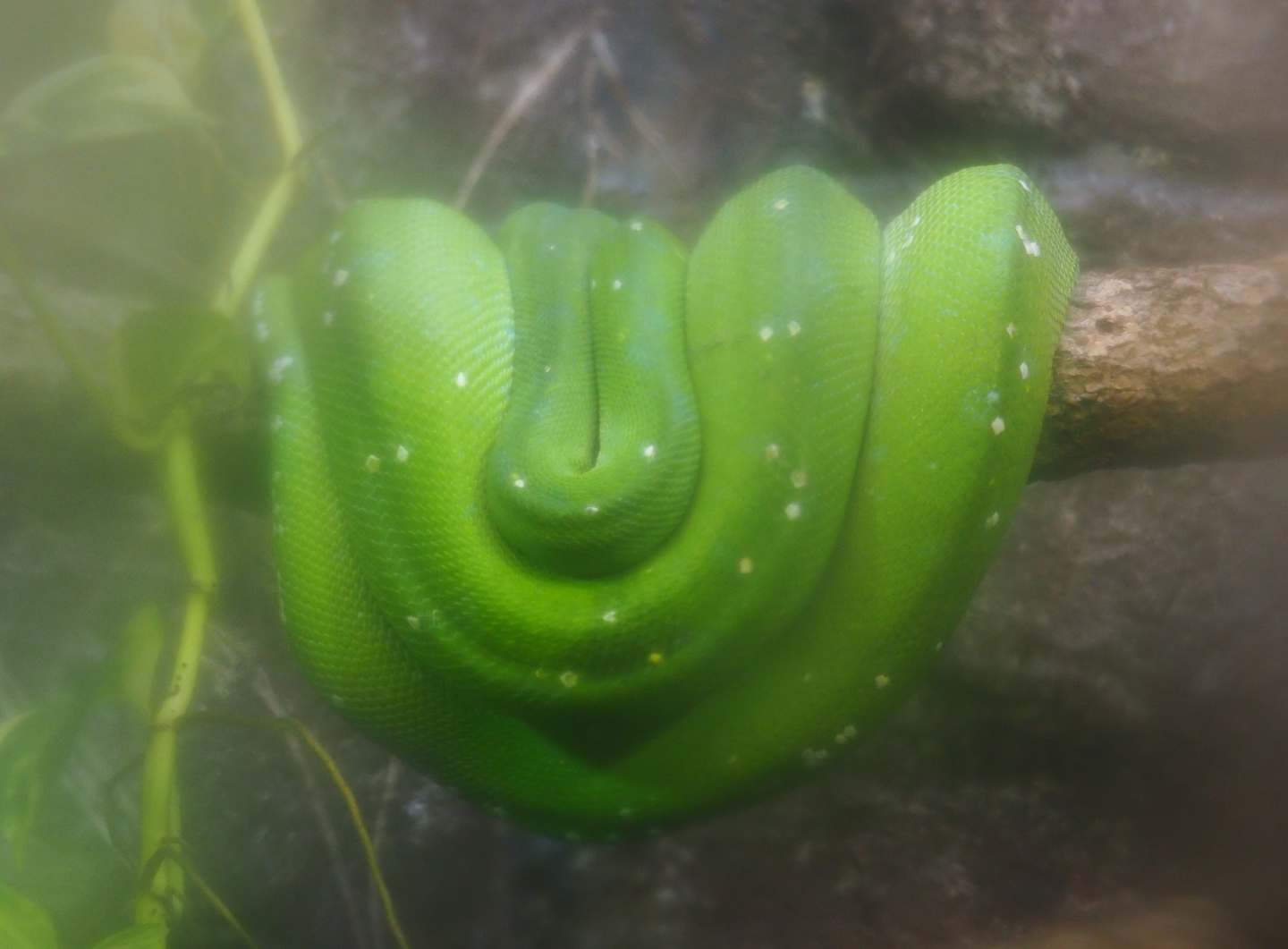 Green tree python (Morelia viridis), Sep 16th, 2018