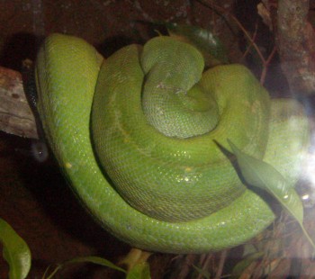 Green Tree Python (Morelia viridis)