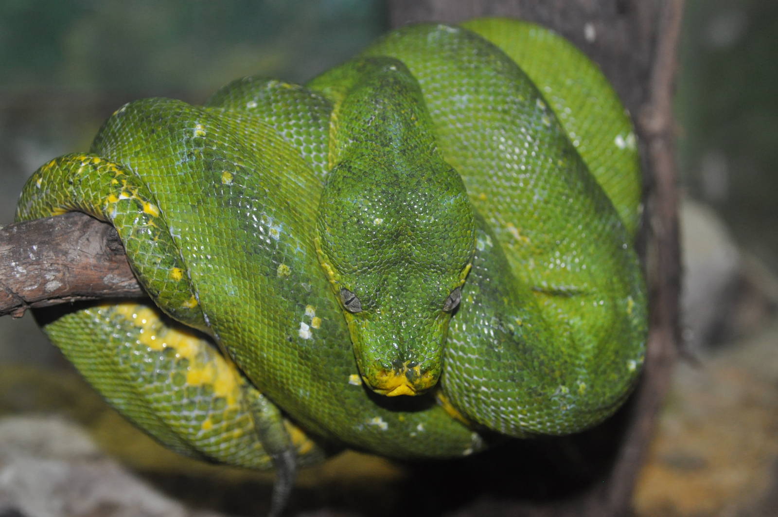 Green tree python/ Morelia viridis