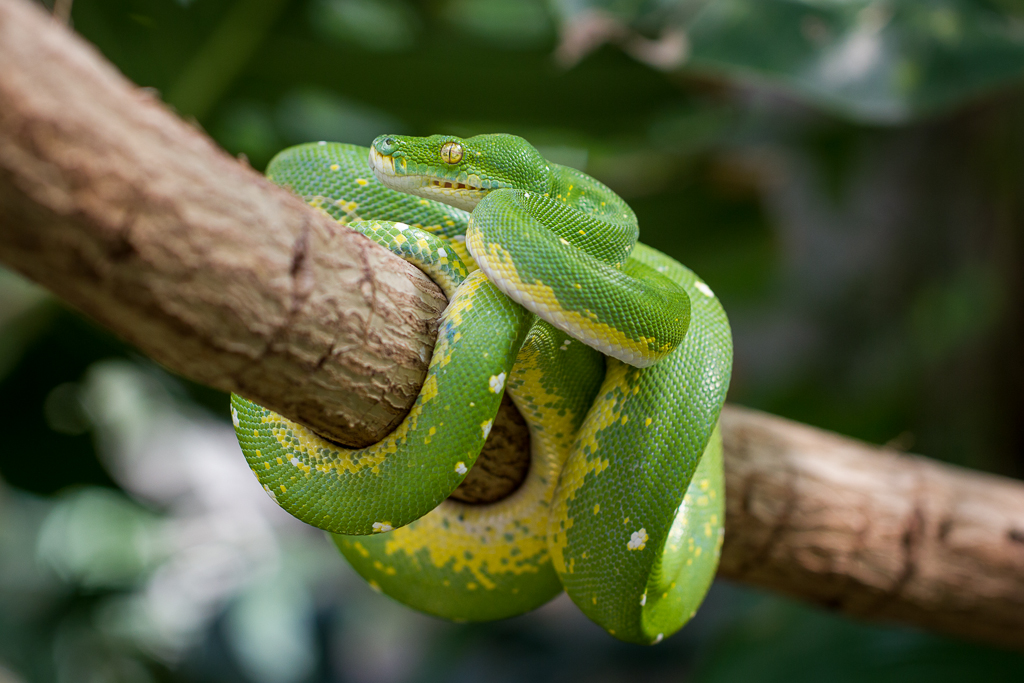 Green tree python - Morelia viridis