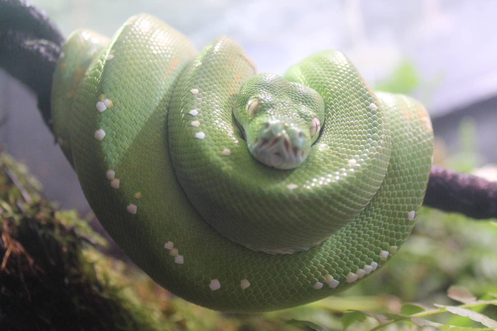 green tree python (Morelia viridis)