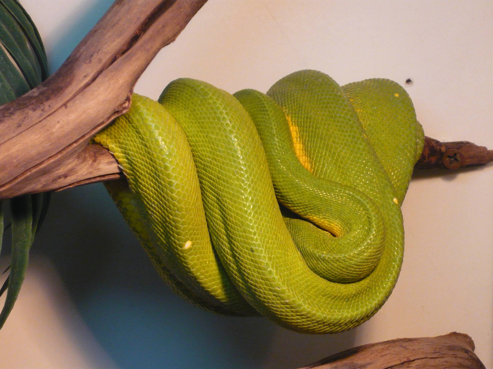 Green tree python (Morelia viridis)
