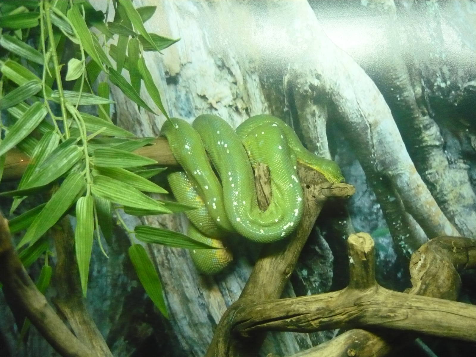 Green tree python (Morelia viridis)