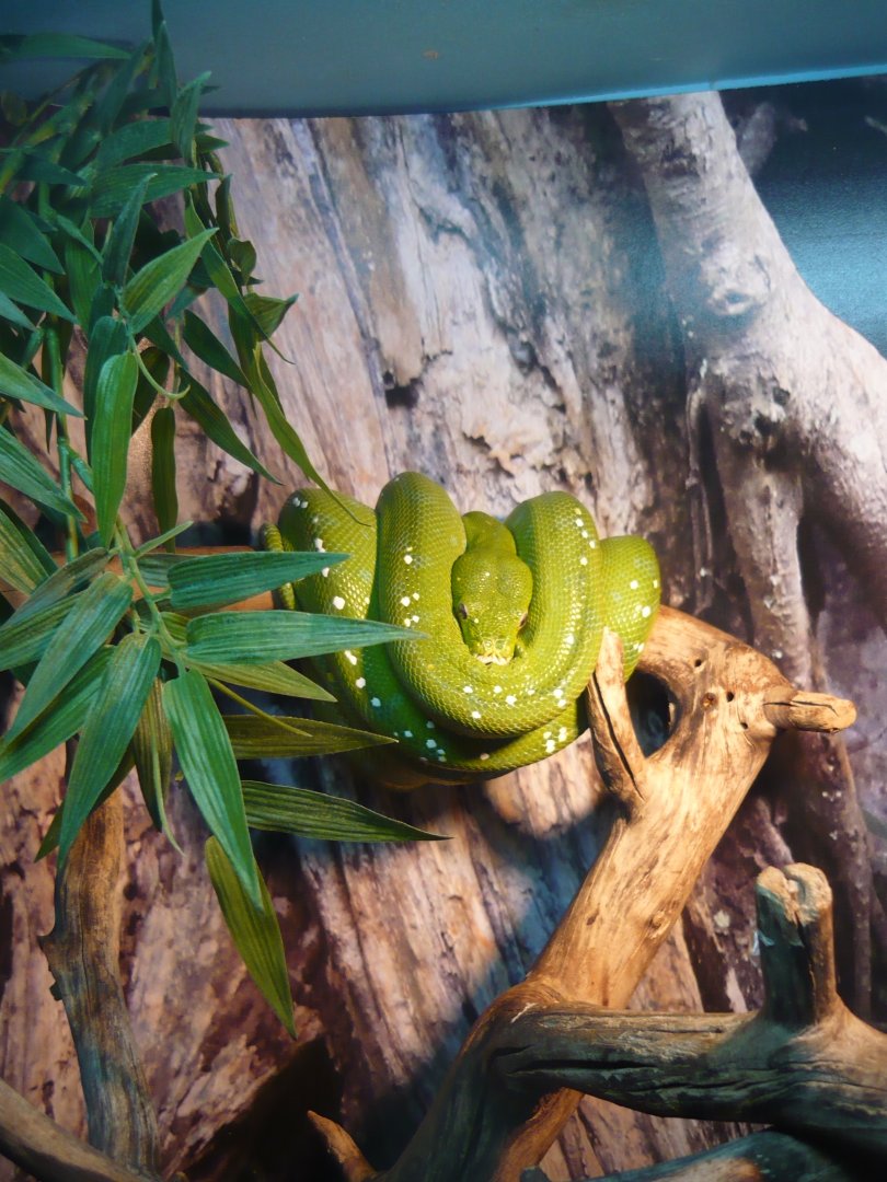 Green tree python (Morelia viridis)