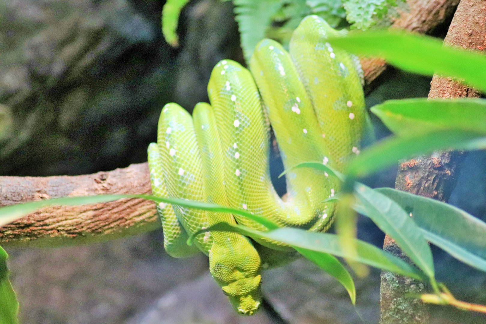 Green Tree Python (Morelia viridis)