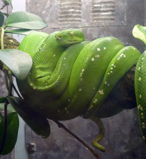 Green tree python (Morelia viridis)