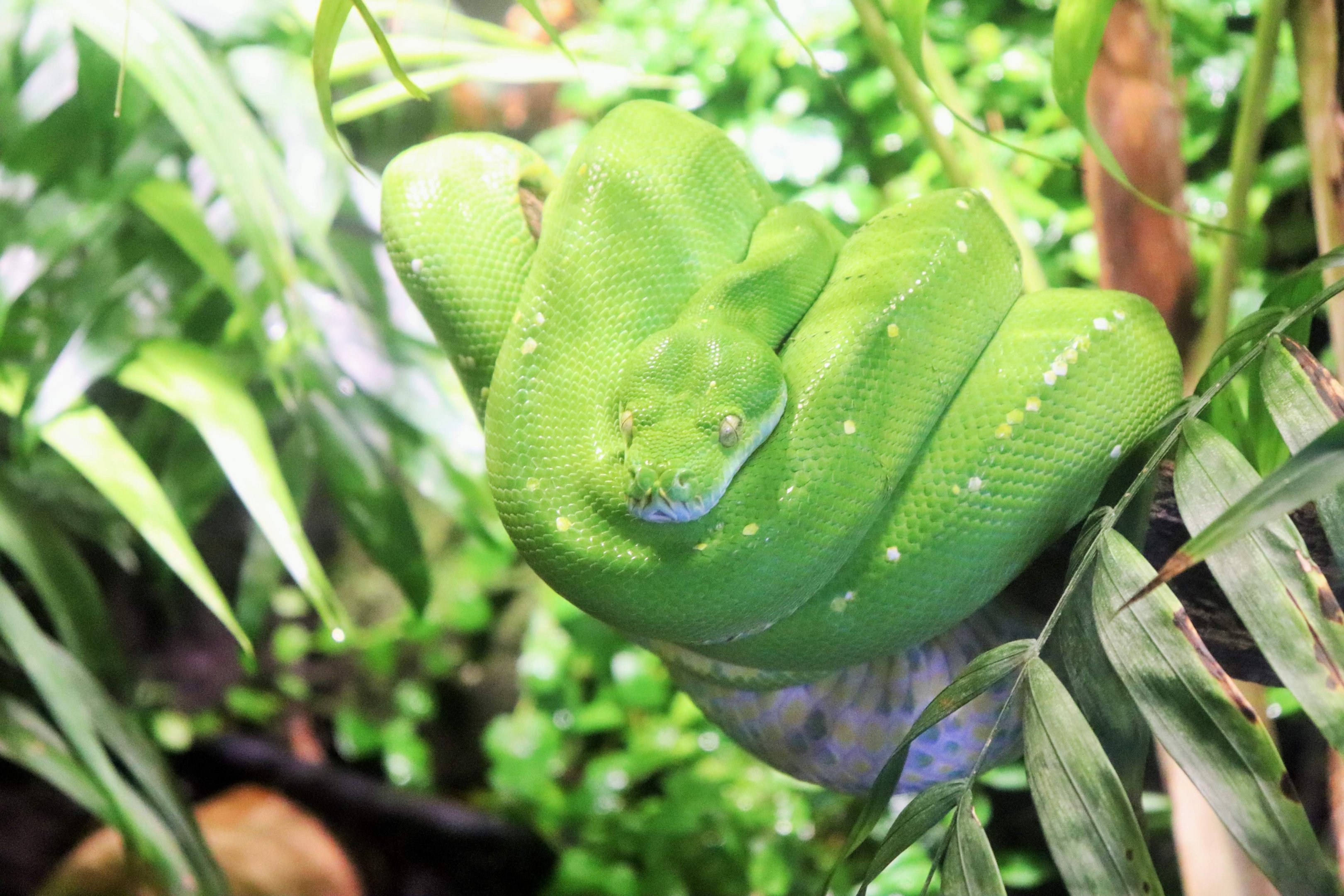 Green Tree Python (Morelia viridis)